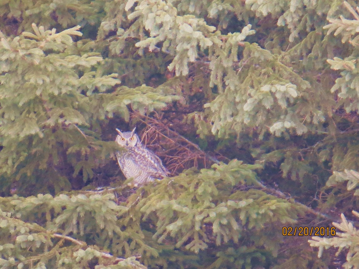Great Horned Owl - ML24735831