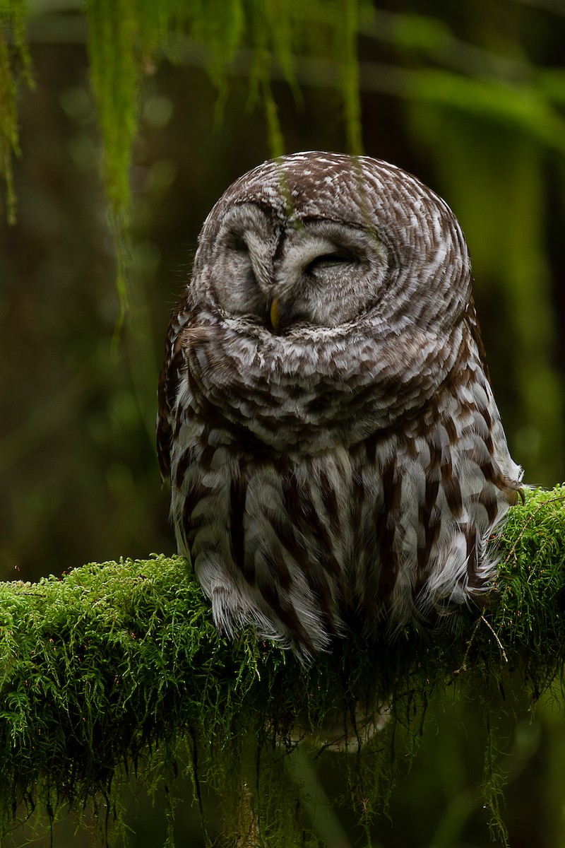 Barred Owl - mark daly