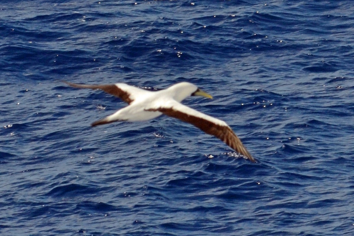 Masked Booby - ML247363481