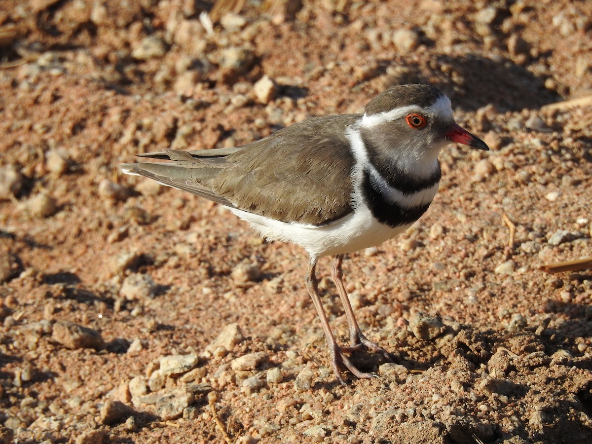Three-banded Plover - ML247364591