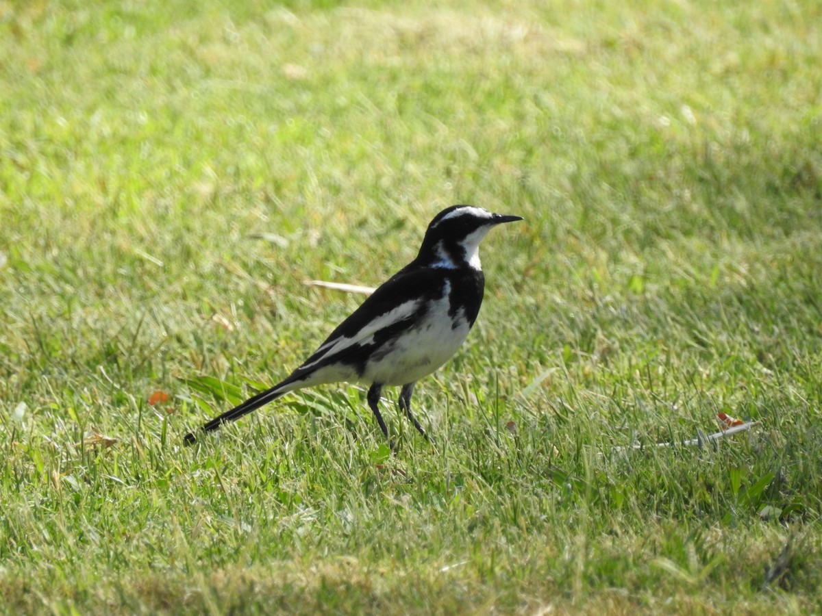 African Pied Wagtail - Pamela Cooper