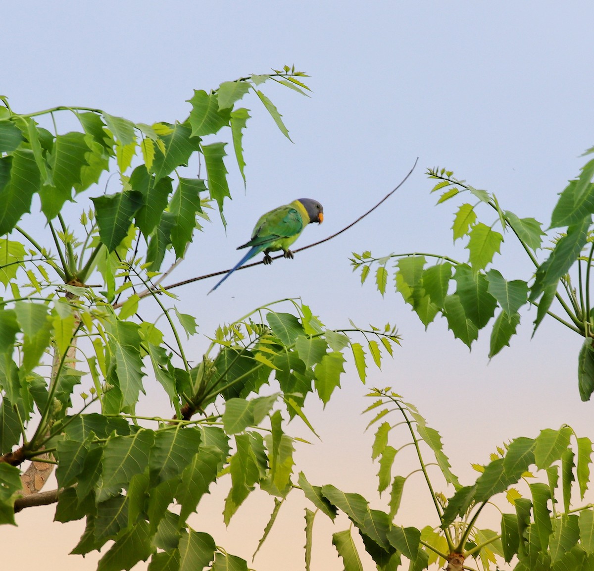 Plum-headed Parakeet - Midhun Mohan