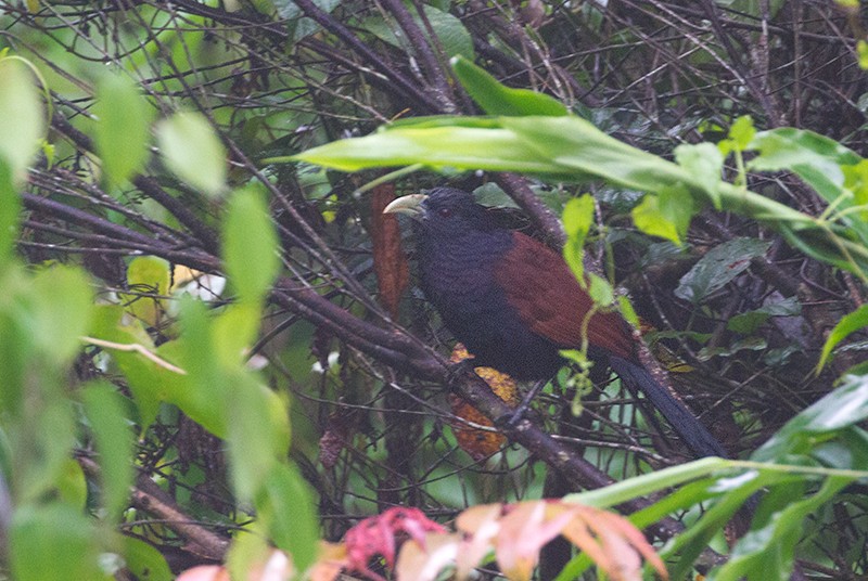 Green-billed Coucal - Peter Ericsson