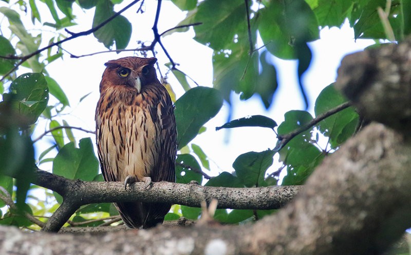 Philippine Eagle-Owl - ML247369291