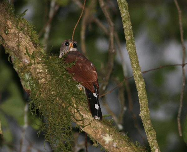 Spot-tailed Goshawk - Peter Ericsson
