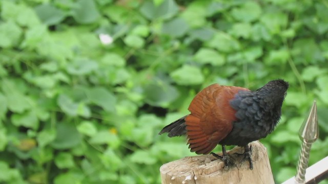 Greater Coucal - ML247372171
