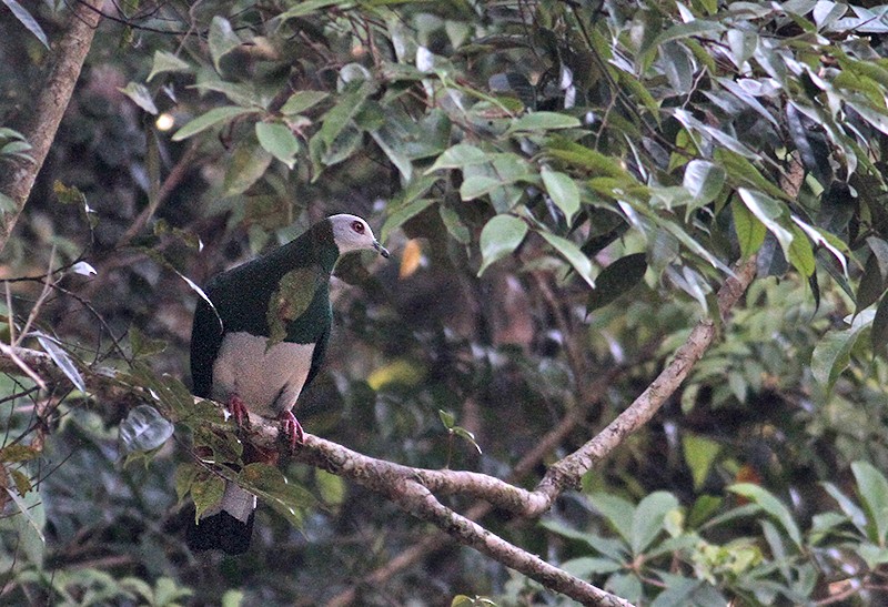 White-bellied Imperial-Pigeon - ML247372281