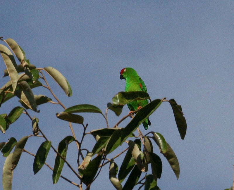 Sulawesi Hanging-Parrot - Peter Ericsson