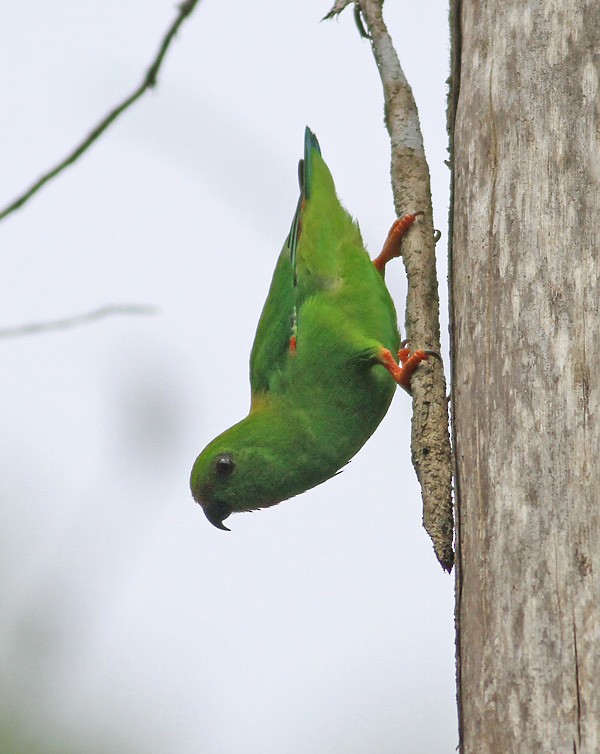 Sulawesi Hanging-Parrot - Peter Ericsson