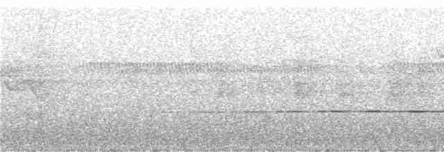 Pracht-Kragenparadiesvogel - ML247373