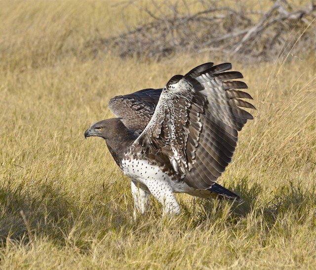 ゴマバラワシ Ebird