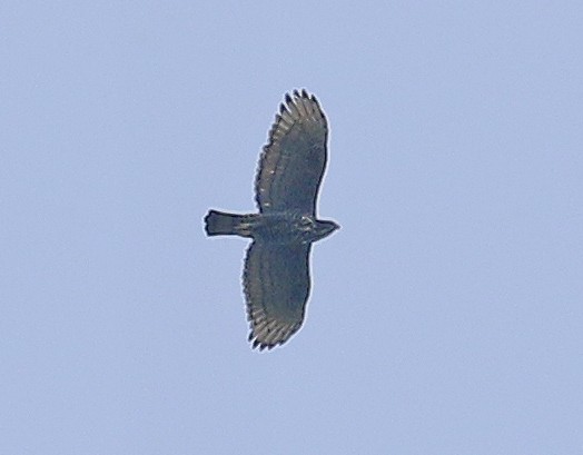 Blyth's Hawk-Eagle - Neoh Hor Kee