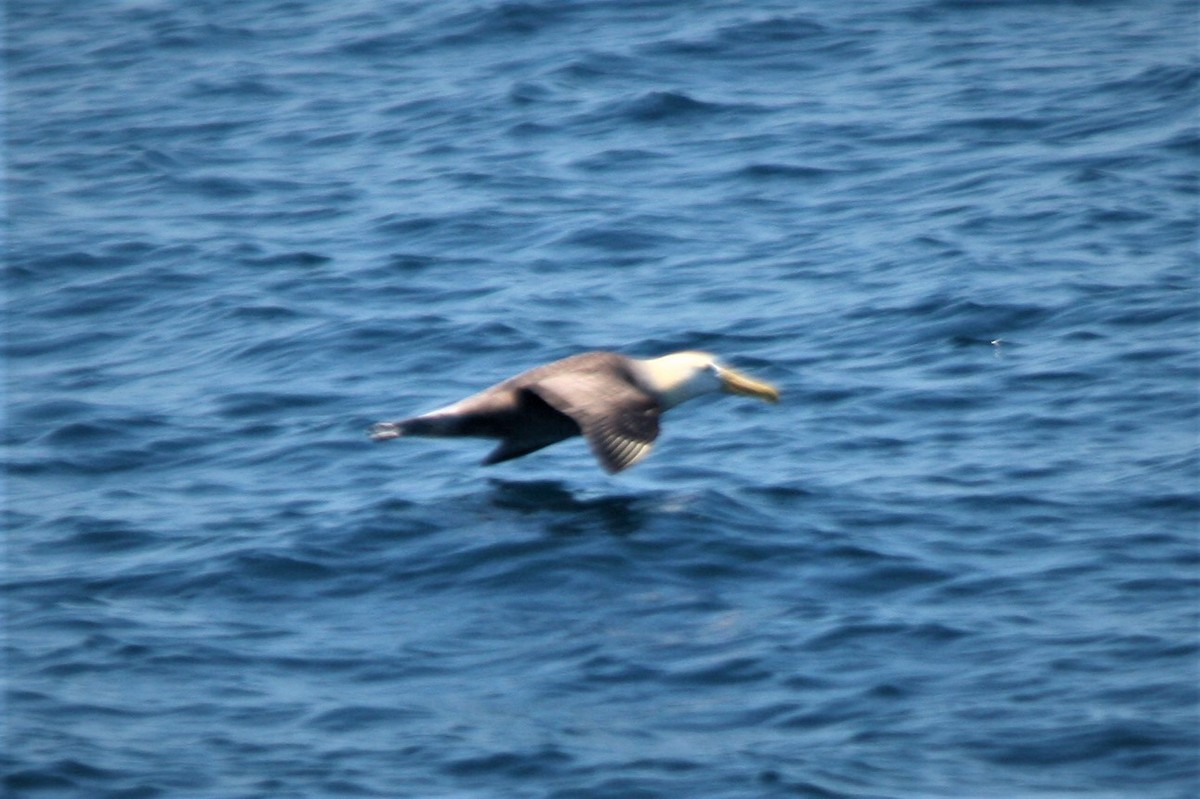 Waved Albatross - ML247390041