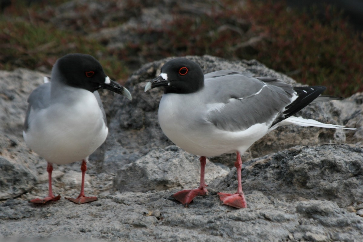 Swallow-tailed Gull - ML247390971