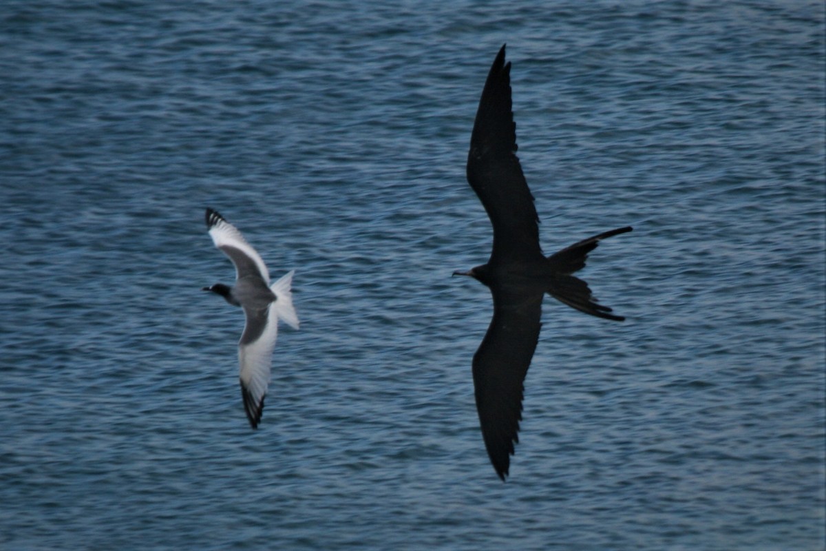 Swallow-tailed Gull - ML247390981