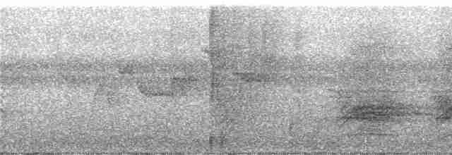 Pracht-Kragenparadiesvogel - ML247391