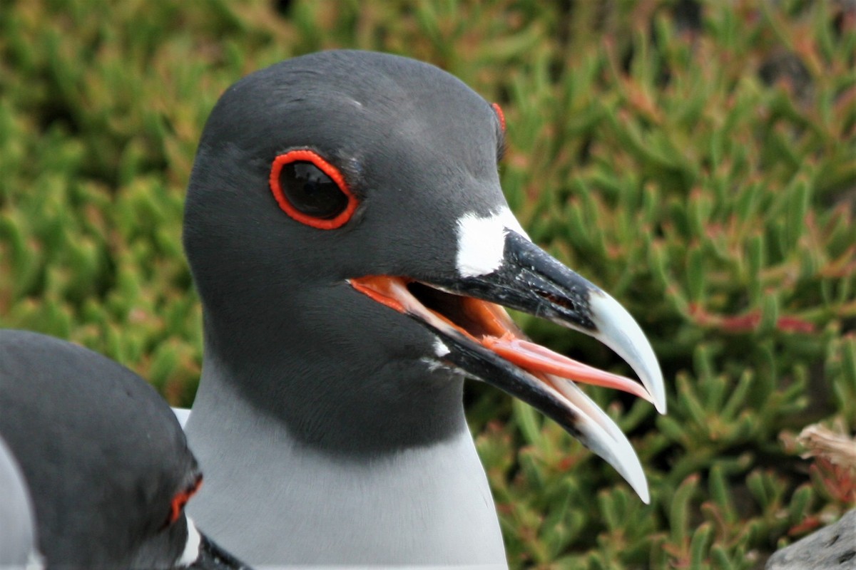 Swallow-tailed Gull - ML247391231