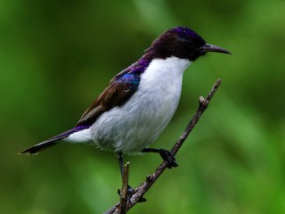  - Eastern Violet-backed Sunbird