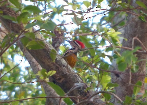 Common Flameback - Andy Frank