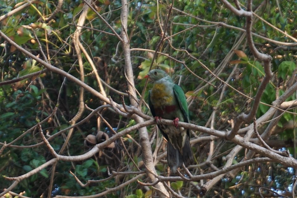 Yellow-breasted Fruit-Dove - ML247394031