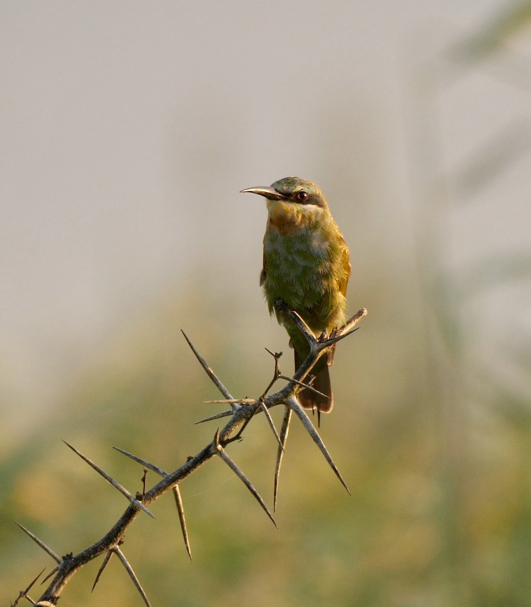 Blue-cheeked Bee-eater - ML247395081