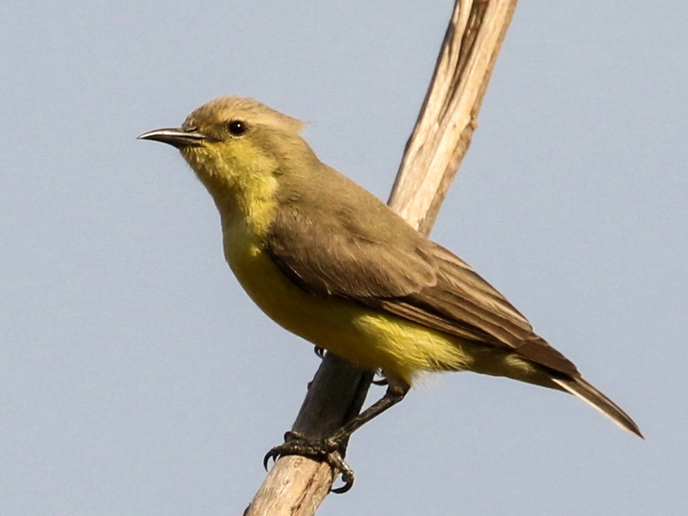 Pygmy Sunbird - Jay McGowan