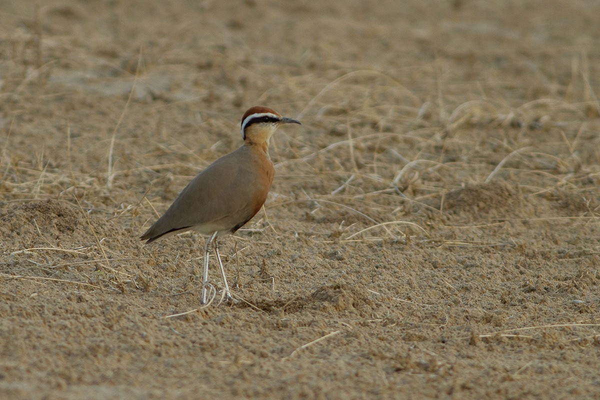 Indian Courser - ML247395911