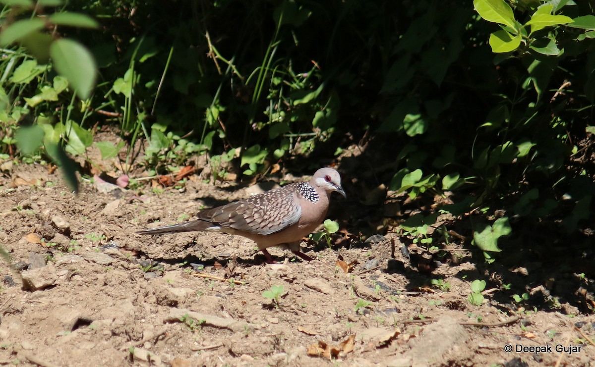 Spotted Dove - ML247396641
