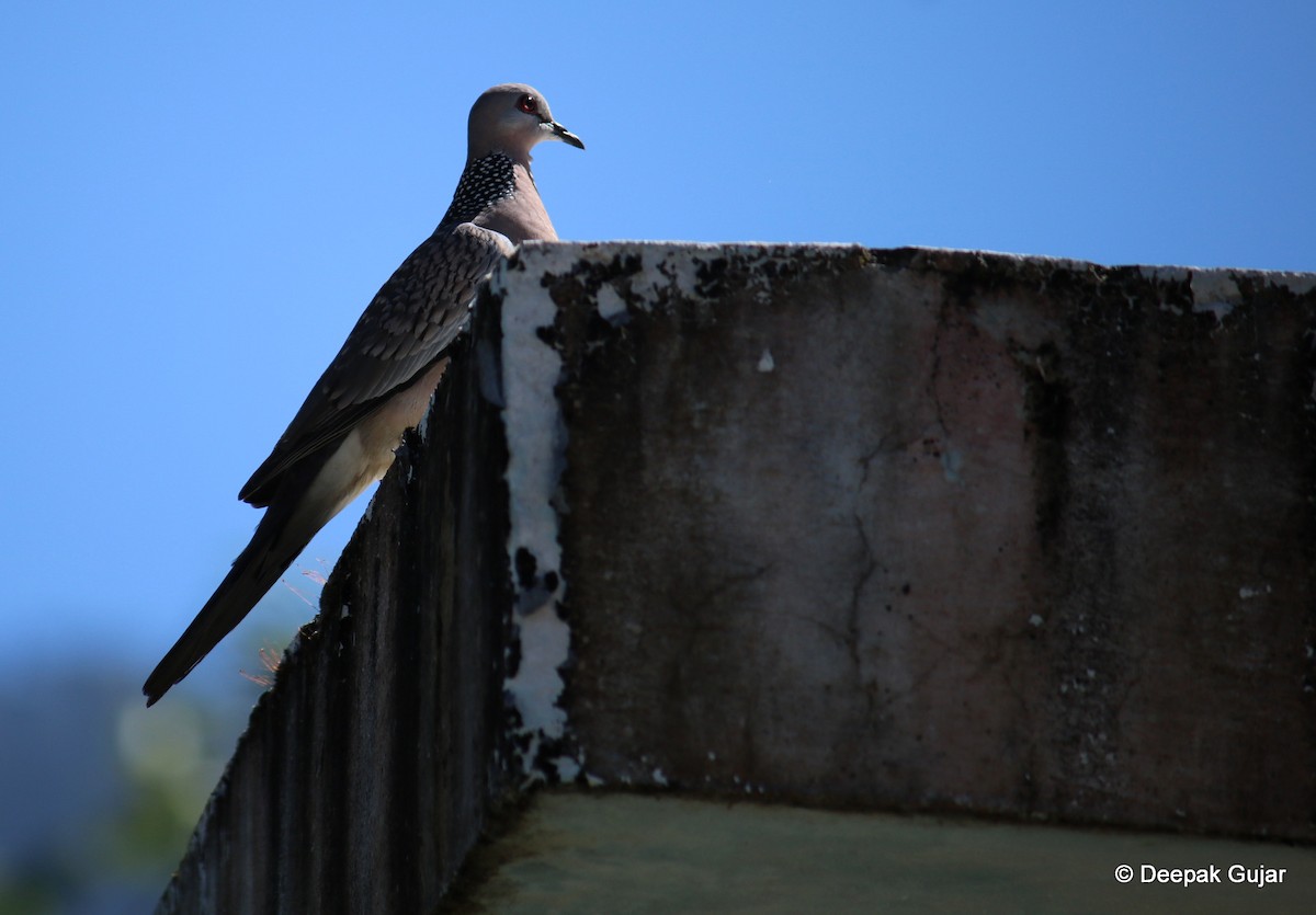 Spotted Dove - ML247396651