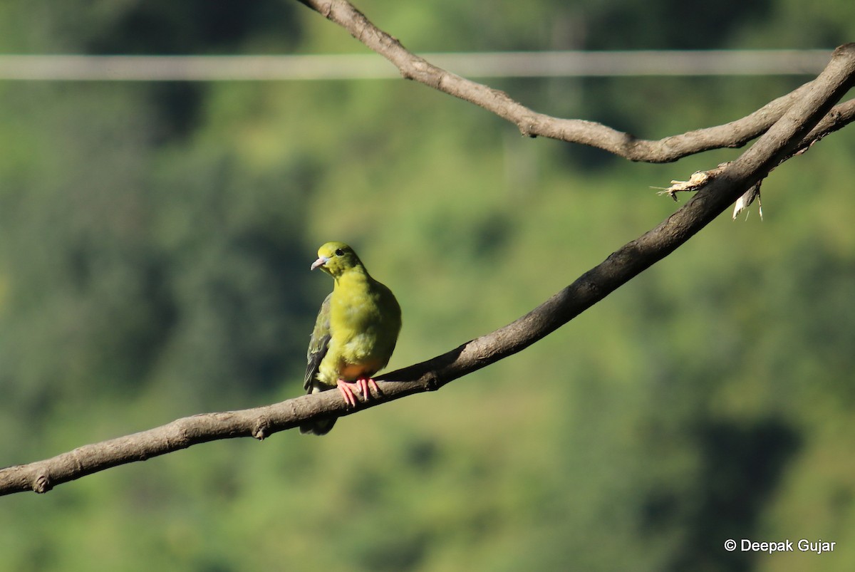 Wedge-tailed Green-Pigeon - ML247396711