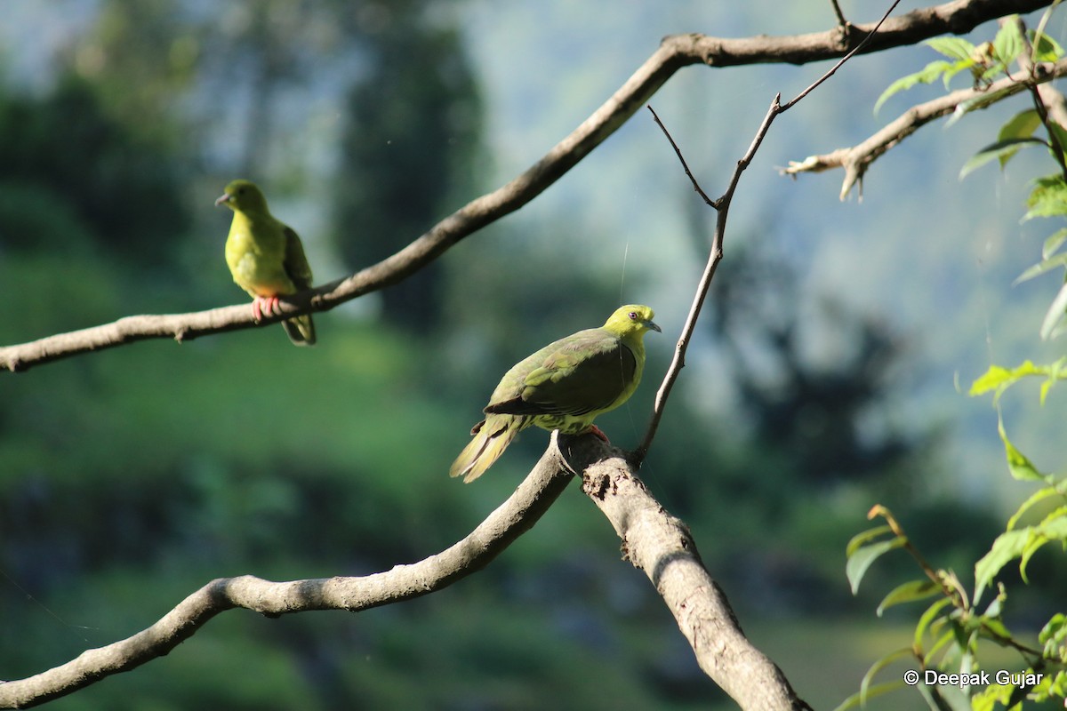 Wedge-tailed Green-Pigeon - Deepak Gujar