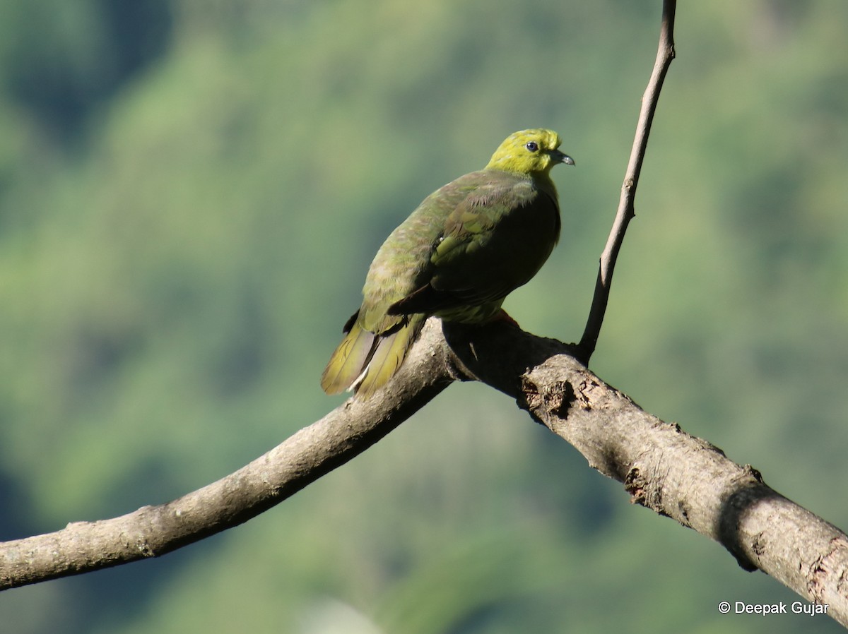 Wedge-tailed Green-Pigeon - Deepak Gujar