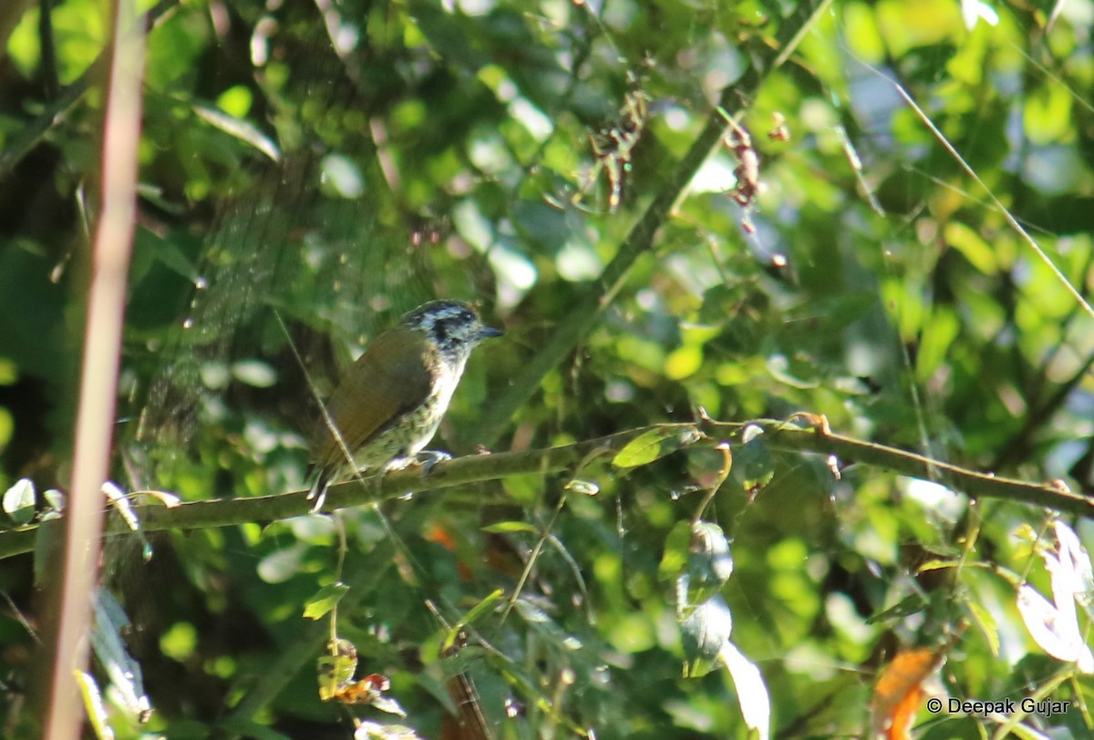 Speckled Piculet - ML247397151