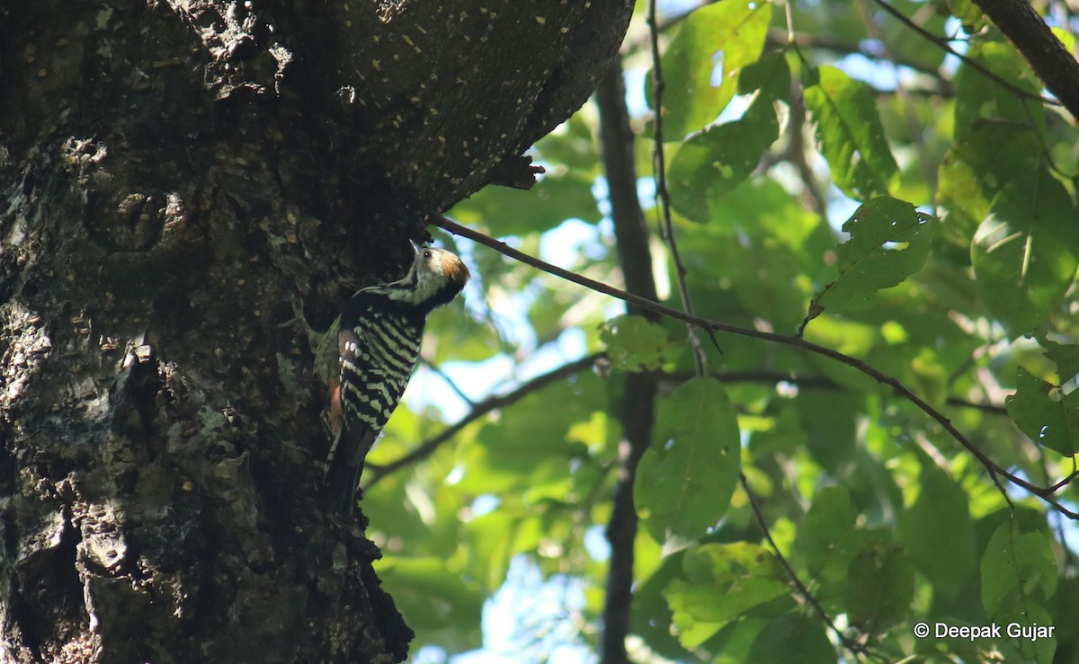 Brown-fronted Woodpecker - ML247397261