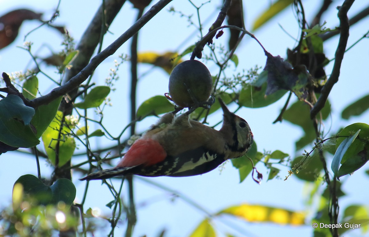 Himalayan Woodpecker - ML247397781