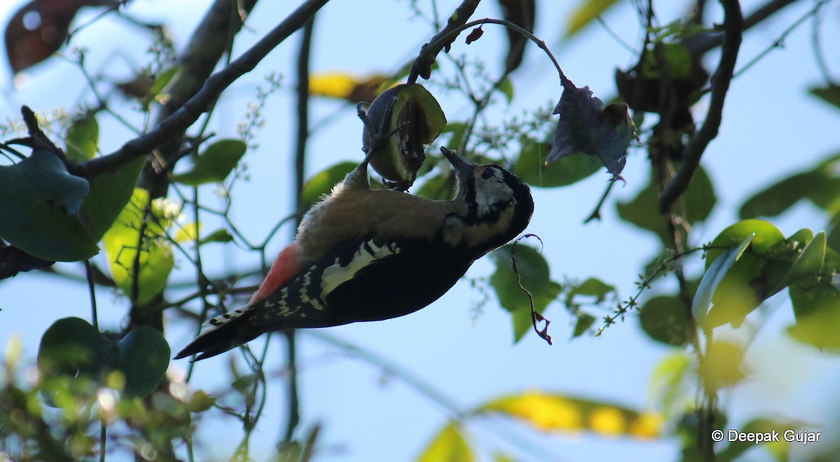 Himalayan Woodpecker - Deepak Gujar