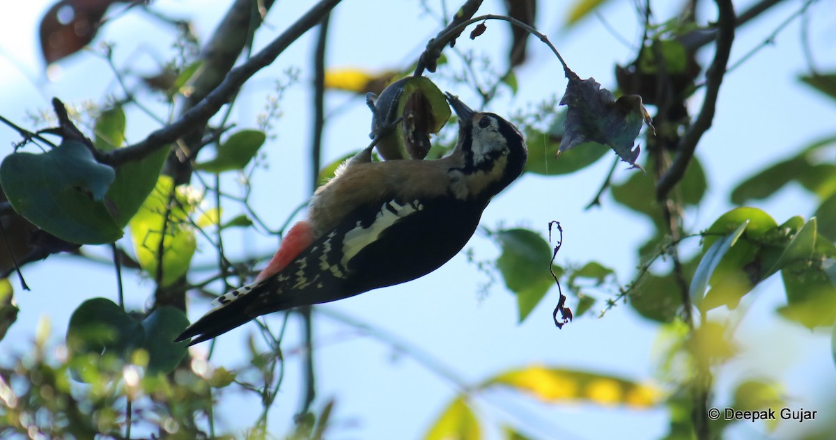 Himalayan Woodpecker - ML247397801