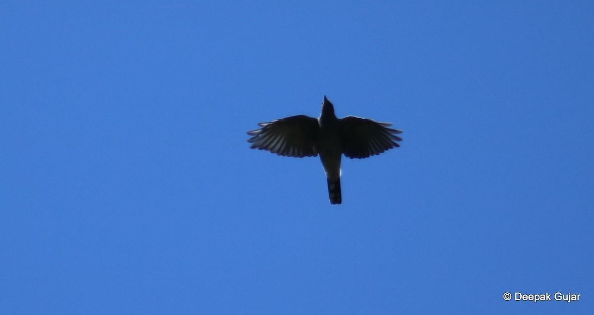 Black-winged Cuckooshrike - ML247398021