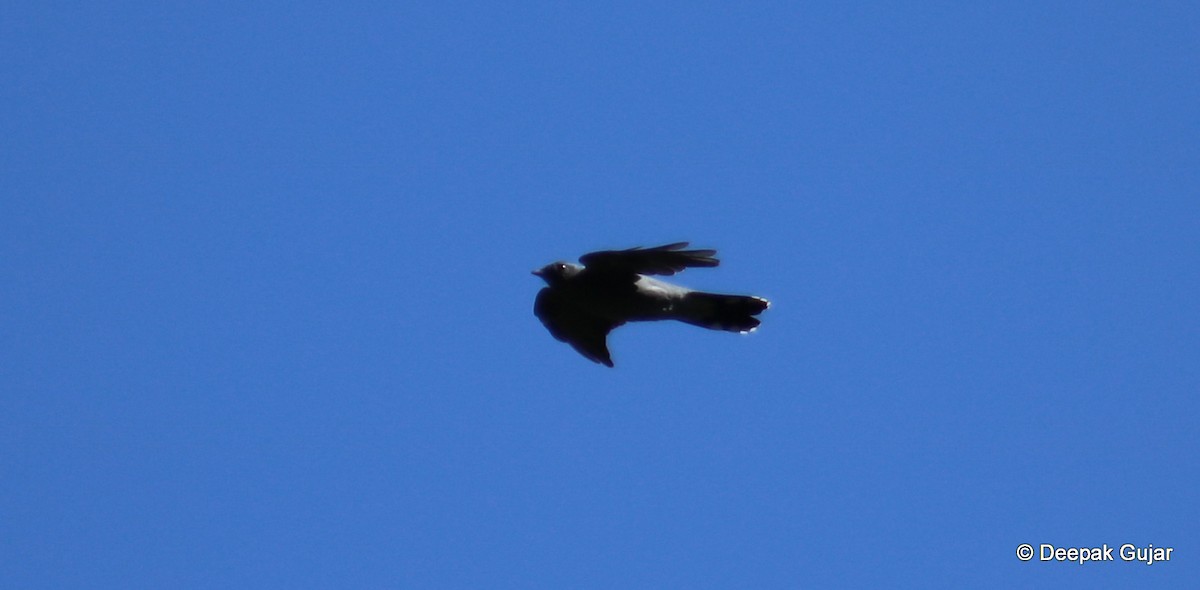 Black-winged Cuckooshrike - ML247398031