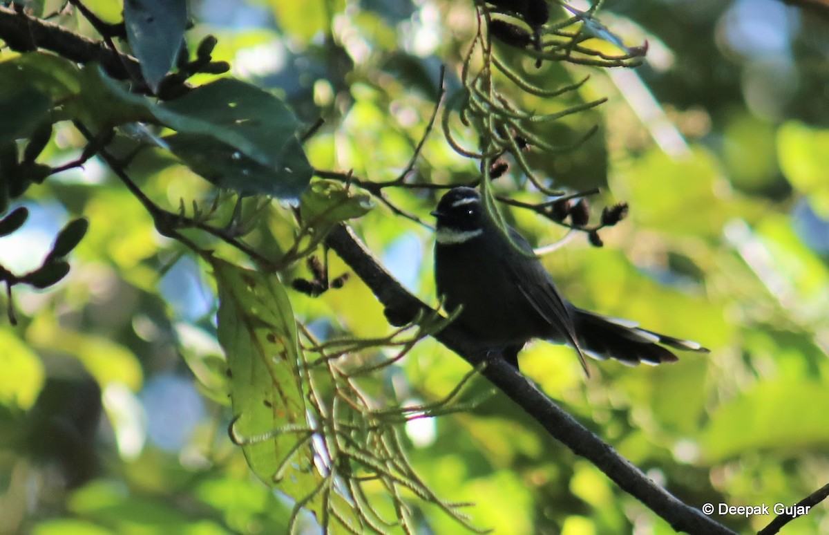 White-throated Fantail - ML247398191