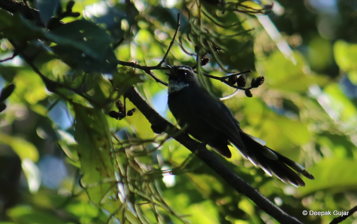White-throated Fantail - ML247398201