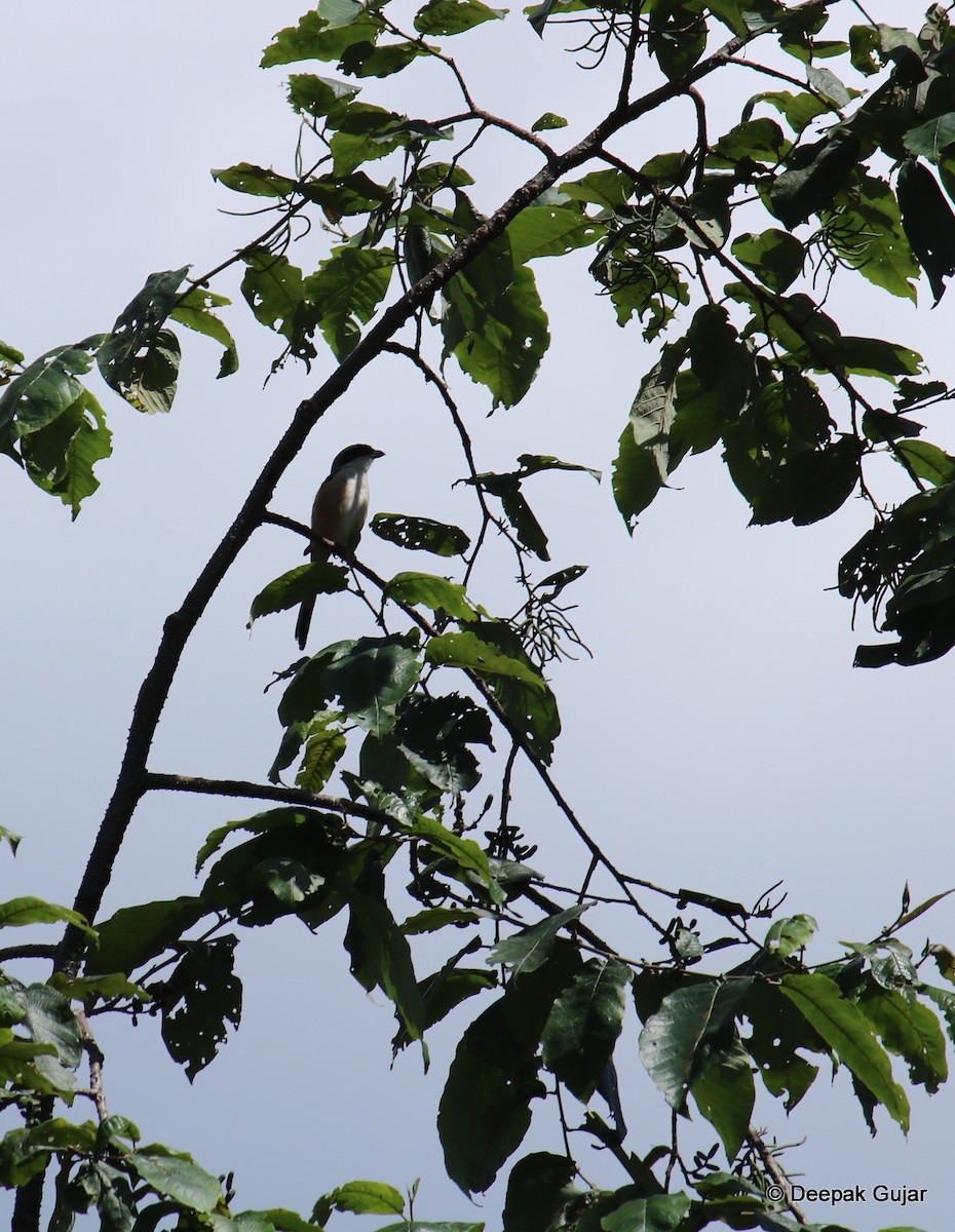 Long-tailed Shrike - Deepak Gujar