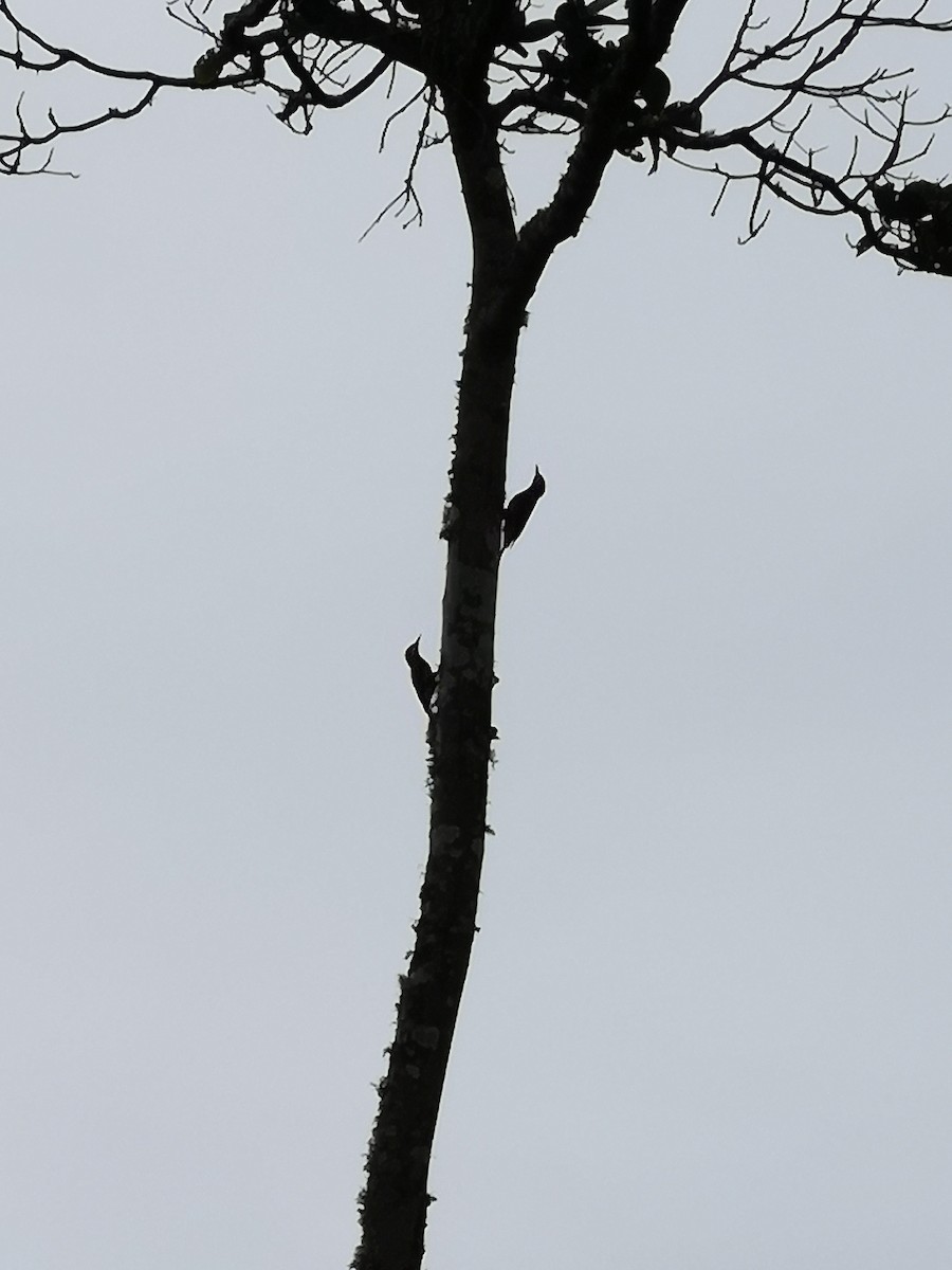 Golden-olive Woodpecker - Teresita Varon