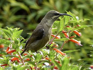 Tacazze sunbird - eBird
