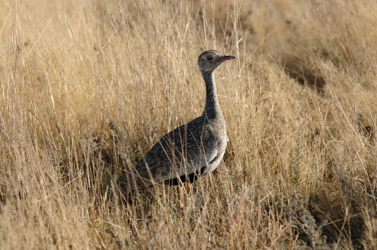 Red-crested Bustard - ML247402641