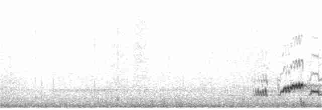 Дрізд-короткодзьоб Cвенсона - ML247402671