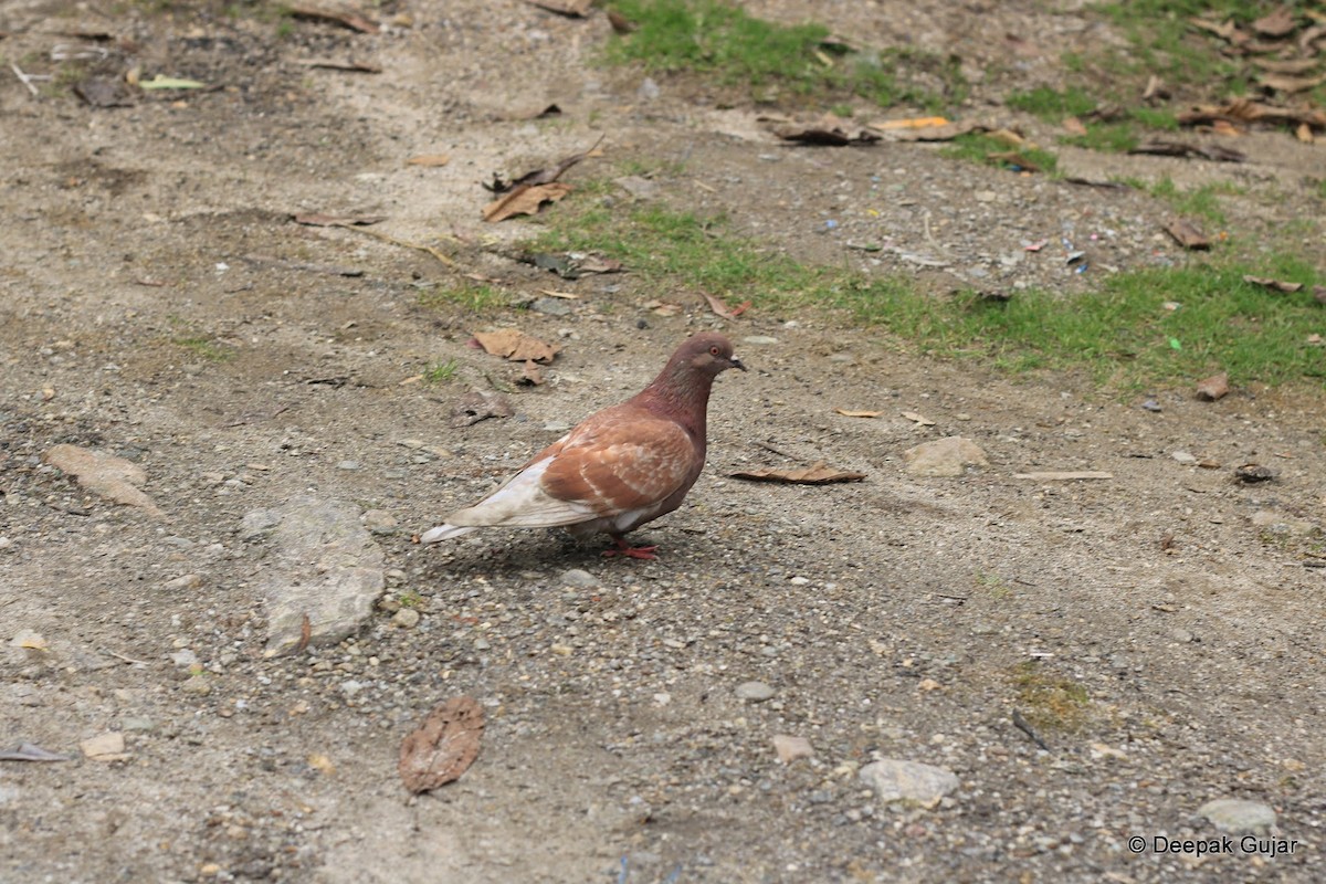 Rock Pigeon (Feral Pigeon) - Deepak Gujar