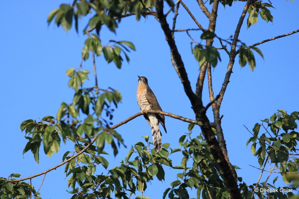 Large Hawk-Cuckoo - Deepak Gujar