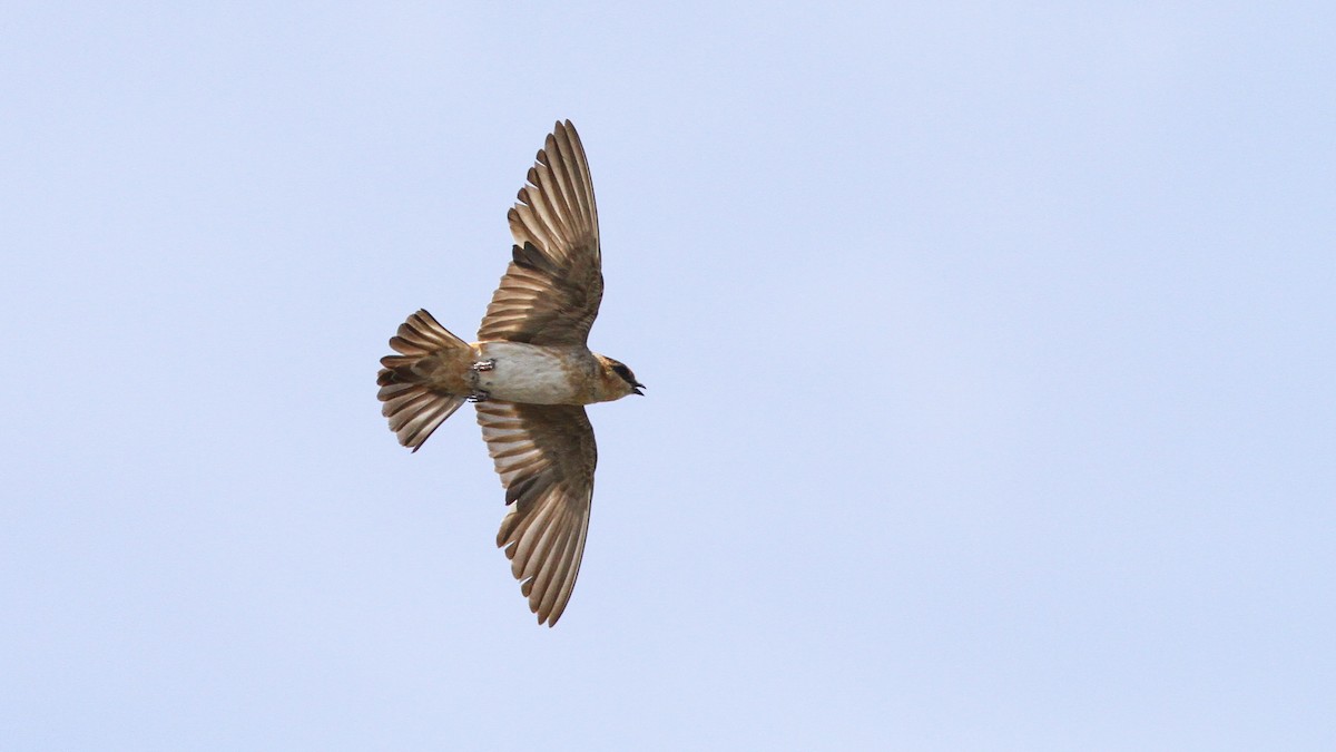 Cave Swallow - ML247420611