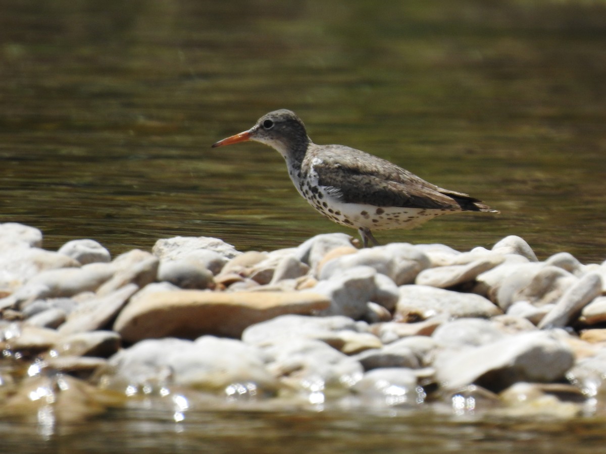 Spotted Sandpiper - Kevin Long